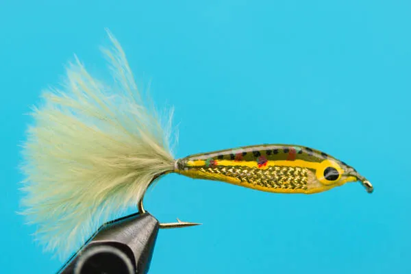 Janssen's Minnow--Brook trout