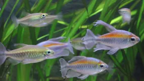 Lg Congo Tetra