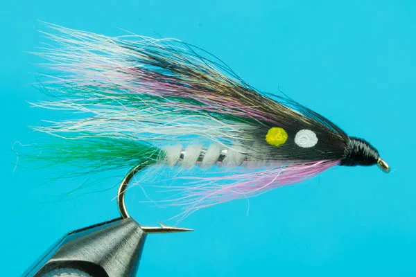 Little Rainbow Trout